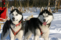 Huskies Erleben